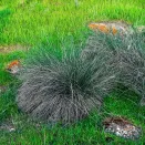 Овсяница сизая Элайджиан Блу № 2