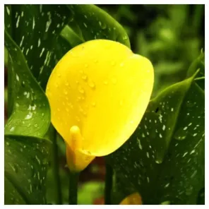 Калла Саншайн