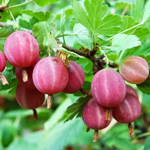 Крыжовник сладкий Уральский розовый