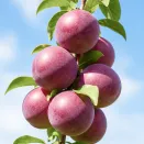 Шарафуга (гибрид сливы, нектарина, абрикоса) Вельвет Санрайз № 1