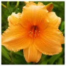 Лилейник Бали Хай № 3