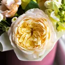 Роза английская Эффи № 3