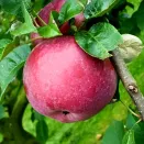 Яблоня полукарликовая Лобо № 2
