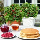 Малина карликовая Бонбонберри Ямми № 2