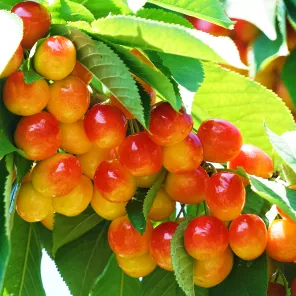 Черешня кремовая Краса Кубани улучшенная