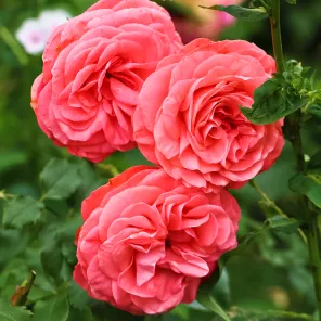 Роза флорибунда для жары и засухи Шакенборг