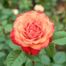 Роза шраб хамелеон Пур Ламур Дюн Шато № 2