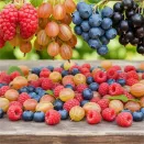 Сверхвыгода! Комплект малоуходных ягодных "Беззаботные выходные" из 4 сортов № 1