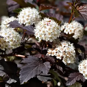Пузыреплодник калинолистный Диабло