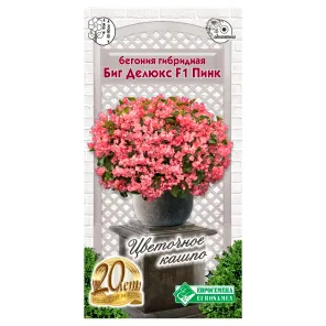 Бегония гибридная Биг Делюкс Пинк F1 Евросемена