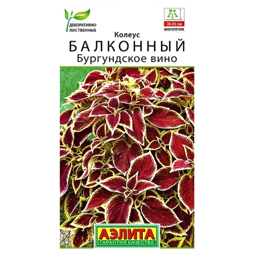 Колеус балконный Бургундское вино Аэлита