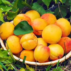 Абрикос сверхморозостойкий Юбилей Хакасии