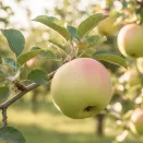 Яблоня Антоновка № 1