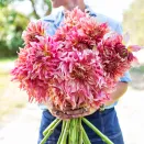 Георгина крупноцветковая макси Пенхилл Ватермелон № 2