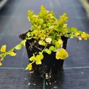 Вербейник монетчатый почвопокровный Голдилокс № 3