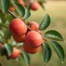 Хурма Никитская бордовая № 1