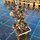 Пузыреплодник калинолистный компактный Литтл Девил № 2