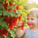 Смородина красная сладкая Мармеладница № 1