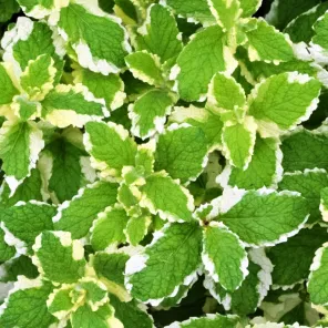 Мята ананасная Пинедо