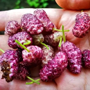 Шелковица для новичков Сиреневое чудо