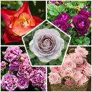 Сверхвыгода! Комплект эксклюзивных роз "ТОП-5 мировой селекции" из 5 сортов № 1