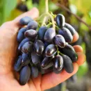 Виноград Байконур № 4