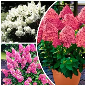 Сверхвыгода! Комплект ультраморозостойких гортензий "Арктическое трио" из 3 сортов