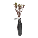 Барбарис Тунберга Кармен № 2