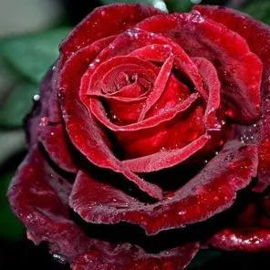 Роза чайно-гибридная Норита