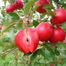 Яблоня красномясая Джеромини № 1