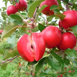 Яблоня красномясая Джеромини