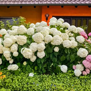 Гортензия древовидная Анабель