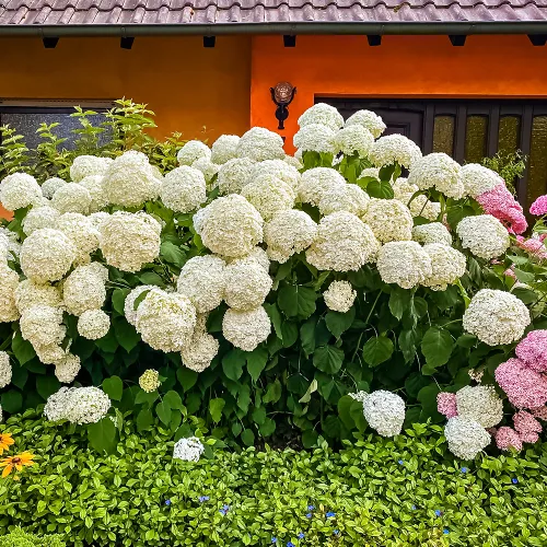 Гортензия древовидная Анабель