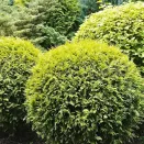 Туя западная шаровидная Голден Глоб № 1