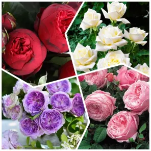 Сверхвыгода! Комплект роз "Волшебное цветение. Без плясок с бубнами" из 4 сортов