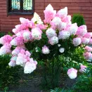 Гортензия метельчатая Сандей Фрайз № 2