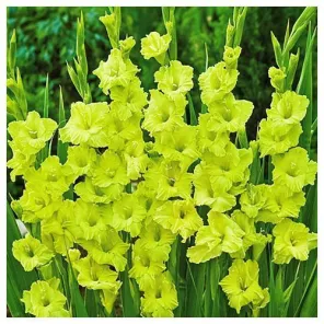 Гладиолус гофрированный Грин Стар