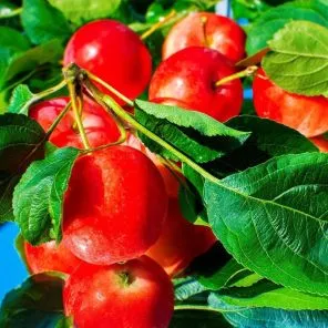 Яблоня райские яблочки Сибирский сувенир