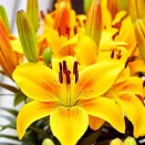 Лилия азиатская горшечная Голден Джой № 2