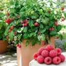 Малина карликовая Бонбонберри Ямми № 1