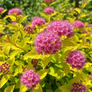 Спирея японская Голдфлейм