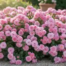 Роза почвопокровная Боника № 1