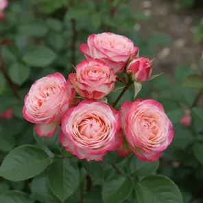 Роза спрей пионовидная Ай Опенер