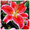 Лилия восточная Старгейзер № 1