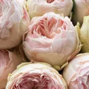 Роза спрей Мэнсфилд Парк № 2