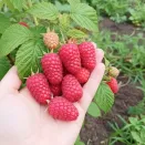 Малина крупноплодная Краса России № 2