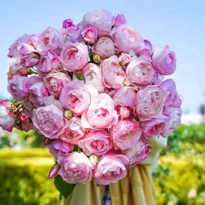 Роза флорибунда с ароматом клубничного мороженого Стробери Макарон