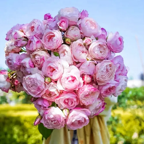 Роза флорибунда с ароматом клубничного мороженого Стробери Макарон