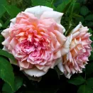 Роза английская Жанет № 2