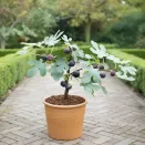 Инжир комнатный Литтл Мисс Фиги № 1